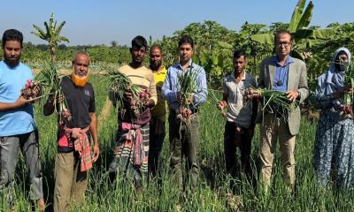 ঝিকরগাছায় গ্রীস্মকালীন পেঁয়াজের বাম্পার ফলন