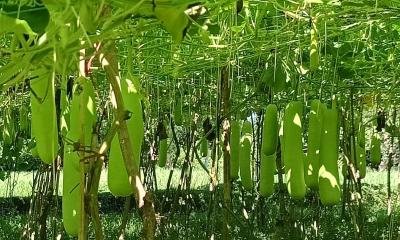 লংগদুর কৃষিতে বিস্ময়কর পরিবর্তন, বাঁশের মাচায় ঝুলছে লাউ