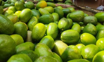 চোখ রাঙাচ্ছে লেবু, ছোঁয়া যাচ্ছে না বেগুন