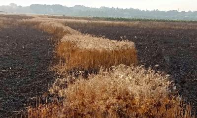 গাংনীতে গমের নাড়া পোড়াতে গিয়ে শত বিঘা জমির গম পুড়ে ছাই