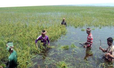 হাওরে কাঁদছে কৃষক, ভুগবে বাংলাদেশ