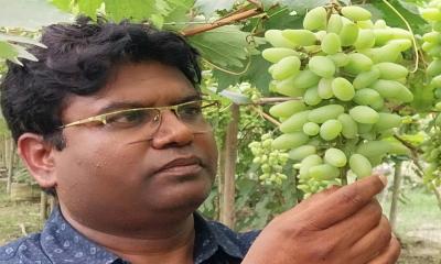 ফুলবাড়ীতে বাণিজ্যিকভাবে বাইনুর জাতের আঙ্গুর চাষে বাজিমাত
