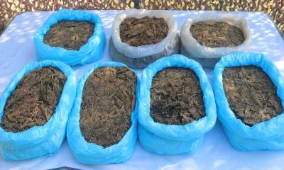 লংগদু সেনা জোনের অভিযানে বিপুল পরিমাণ গাঁজা জব্দ