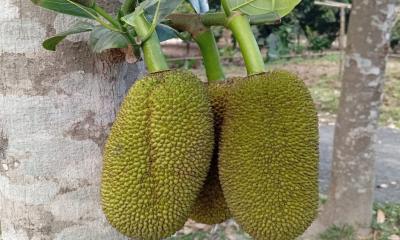 লালমনিরহাটে কাঁঠালের বাম্পার ফলনের সম্ভাবনা