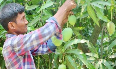আজ থেকে বাজারে দেখা মিলবে নওগাঁর আম