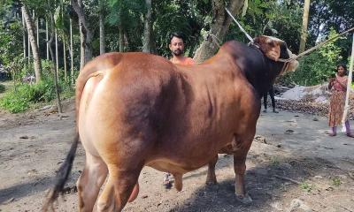 কামারখন্দের হিরো দ্যা ডনের দাম ১৫ লাখ