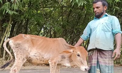 ফুলবাড়ীতে গরুর ল্যাম্পি স্কিন রোগের প্রকোপ, কৃষকের মাথায় হাত 