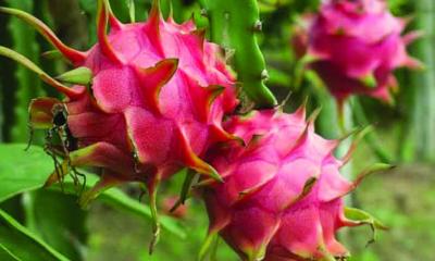ড্রাগন ফল: কতটা খেলে সবচেয়ে বেশি উপকার পাবেন