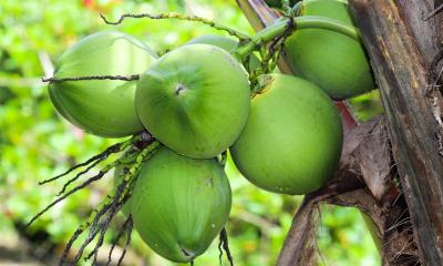 ডাবের পানির সঙ্গে লেবু মিশিয়ে খেলে যা হয়