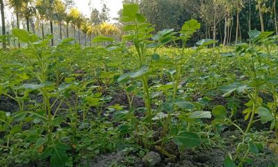 লালমনিরহাটের আগাম জাতের আলু চাষ করে লাভবান হচ্ছেন কৃষক