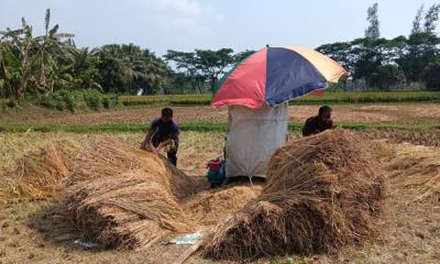 বৃষ্টি নয় রোদ চান নওগাঁর কৃষকরা