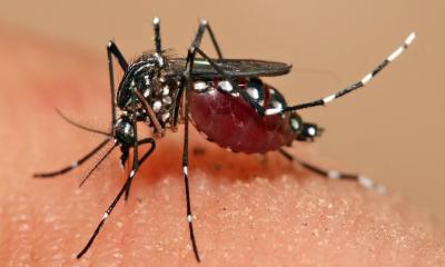 ডেঙ্গুতে ৪ জনের মৃত্যু, হাসপাতালে ভর্তি ২৪৭