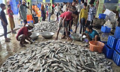পটুয়াখালীর নদীর মোহনায় কমেছে ইলিশ