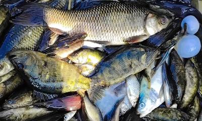 কিছুতেই কমে না মাছের দাম