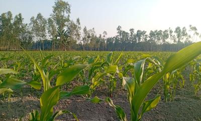 লালমনিরহাটে ভূট্টার ব্যাপক আবাদ ও বাম্পার ফলনের সম্ভাবনা