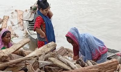 চিলমারীতে ভেসে আসছে ভারতীয় কাঠসহ বিষাক্ত সাপ