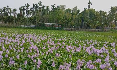 লালমনিরহাটে দৃষ্টিনন্দন কচুরিপানা ফুল ফুটেছে
