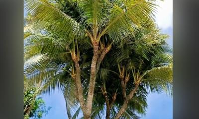 গুরুদাসপুরে ১৩ মাথার নারকেল গাছ দেখতে ভিড় করছেন দর্শনার্থীরা