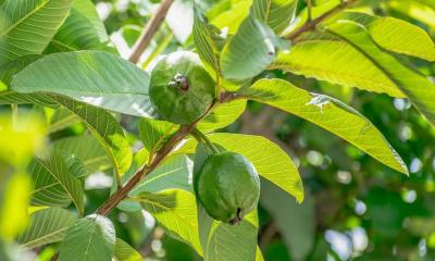 খোসাসহ পেয়ারা খাওয়া কি উপকারী?