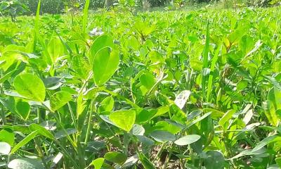 লালমনিরহাটের চাষীদের আগ্রহ বাড়ছে চিনাবাদাম চাষে