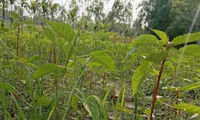 লালমনিরহাটে পাট শাক চাষে ঝুঁকছেন কৃষকেরা