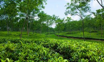 একদিনে শ্রীমঙ্গল ট্যুর প্ল্যান