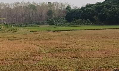 লংগদুতে বোরোর মাঠে কৃষকদের ব্যস্ততা