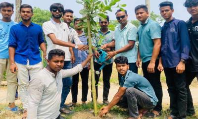 নান্দাইল উপজেলা ছাত্রলীগের উদ্যোগে বৃক্ষরোপণ