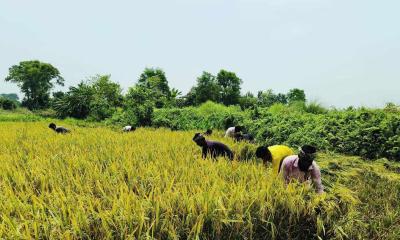 নবীনগরে নতুন জাতের সোনালি আভায় স্বপ্ন বুনছে কৃষক