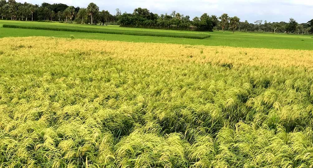 আউশের উৎপাদন বাড়াতে ৬৪ কোটি টাকার প্রণোদনা