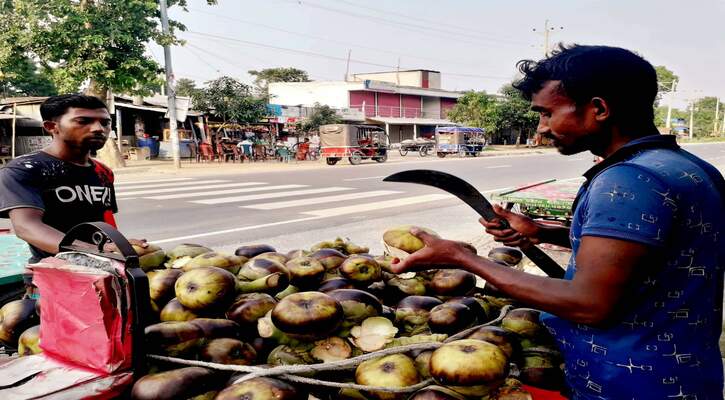 কুষ্টিয়ায় তালের শাঁসের ব্যাপক কদর বেড়েছে