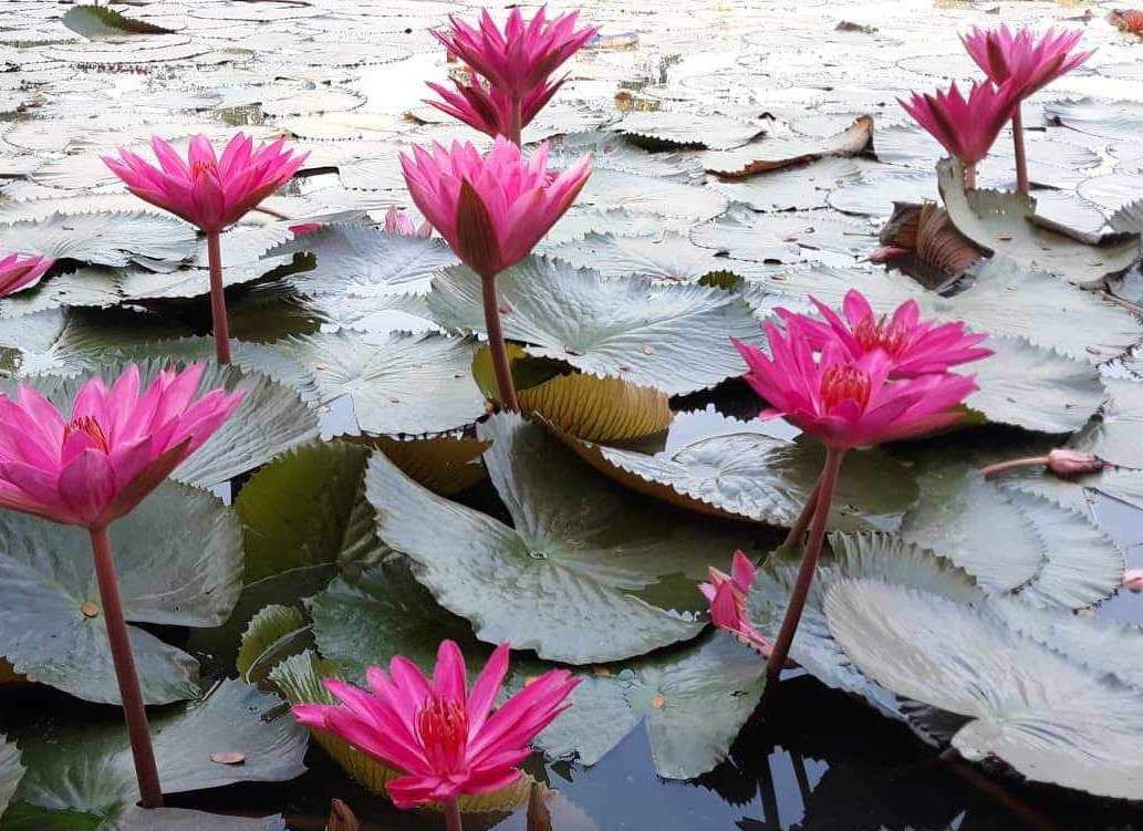 শ্যামগ্রাম মোহিনী কিশোর স্কুল অ্যান্ড কলেজ ঘুরে আসুন